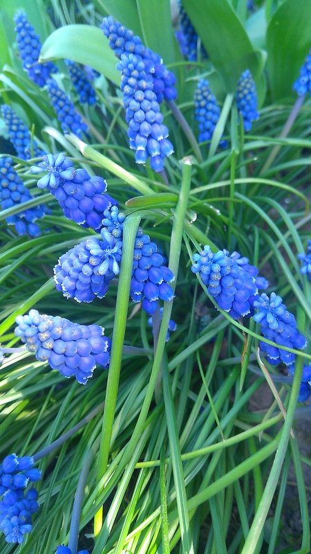 modrica arménska Muscari armeniacum Leichtl. ex Baker