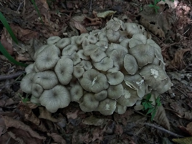 trúdnik klobúčkatý Polyporus umbellatus (Pers.) Fr.