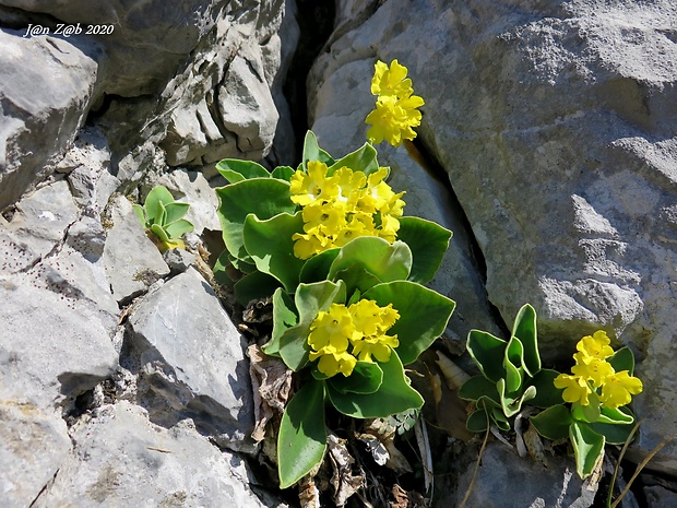 prvosienka holá Primula auricula L.