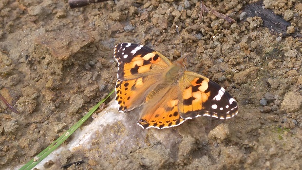 babôčka bodliaková Vanessa cardui