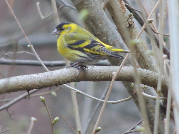 stehlík čížavý Carduelis spinus