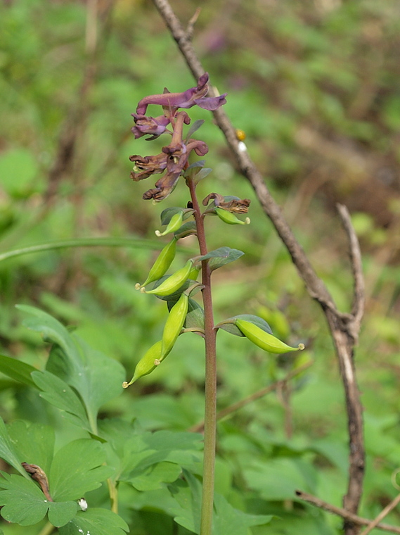 chochlačka dutá Corydalis cava (L.) Schweigg. et Körte