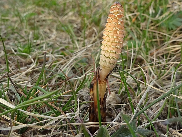 praslička roľná Equisetum arvense L.