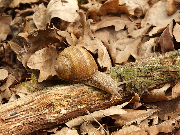 slimák záhradný Helix pomatia