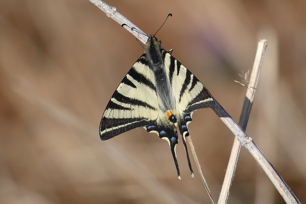 vidlochvost ovocný Iphiclides podalirius