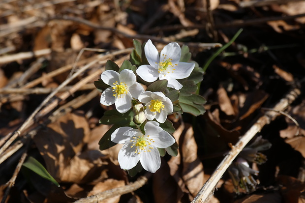 veterník žltuškovitý Isopyrum thalictroides L.