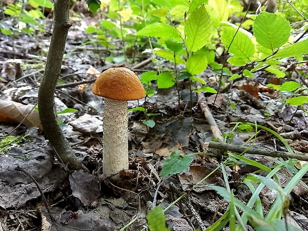 kozák osikový Leccinum albostipitatum den Bakker & Noordel.