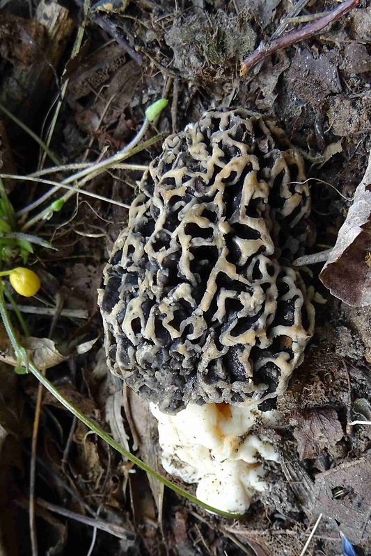 smrčok jedlý Morchella esculenta (L.) Pers.