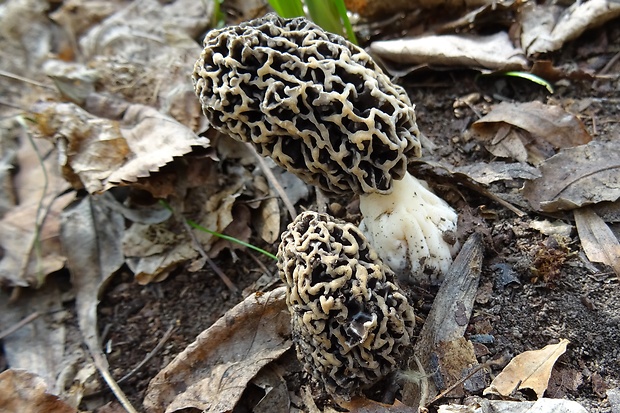 smrčok jedlý Morchella esculenta (L.) Pers.