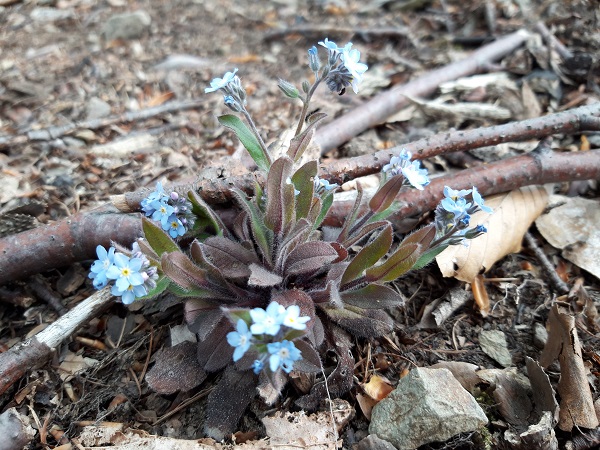 nezábudka Myosotis sp.