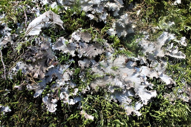 štítnatec Peltigera sp.