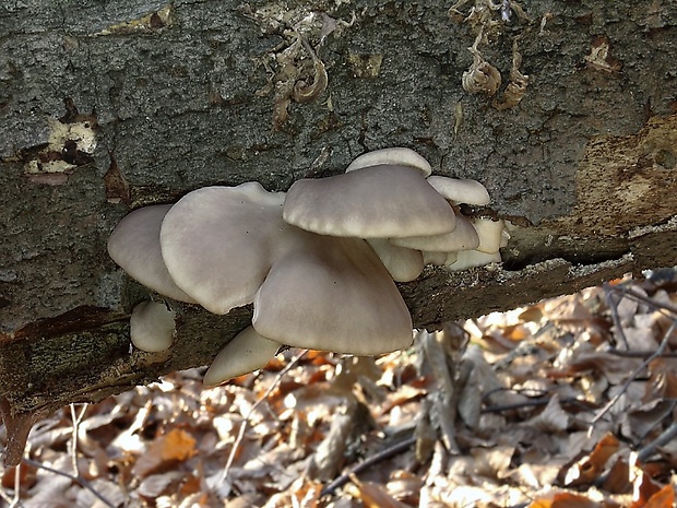 hliva ustricovitá Pleurotus ostreatus (Jacq.) P. Kumm.