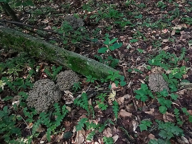 trúdnik klobúčkatý Polyporus umbellatus (Pers.) Fr.