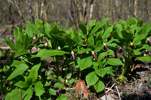 skopólia kranská Scopolia carniolica