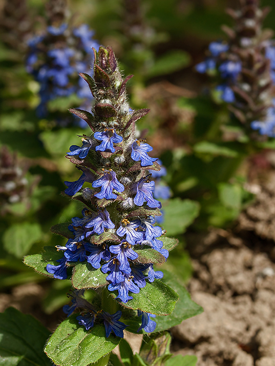 zbehovec plazivý Ajuga reptans L.