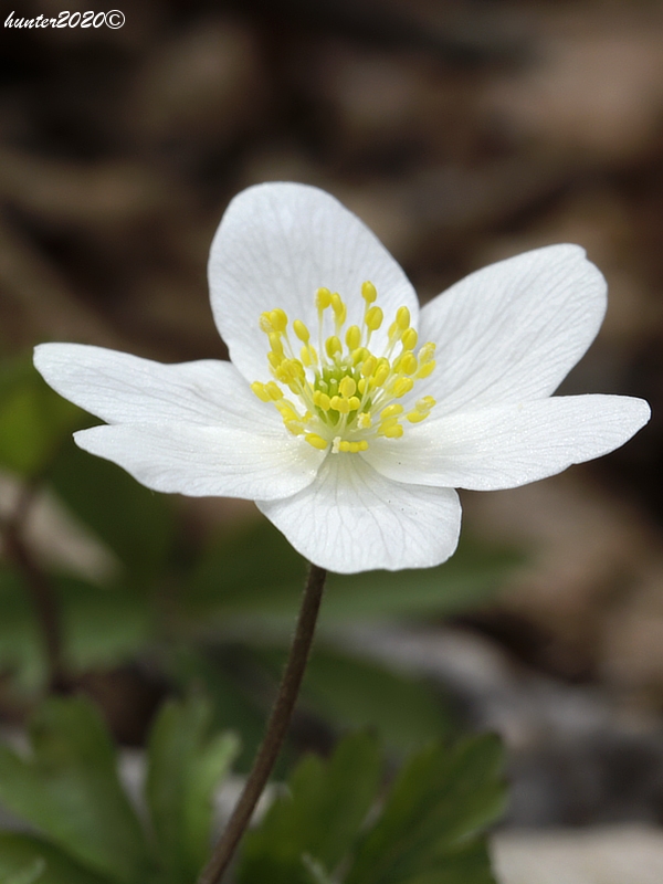 veternica hájna Anemone nemorosa L.