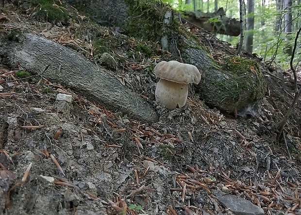 hríb dubový Boletus reticulatus Schaeff.