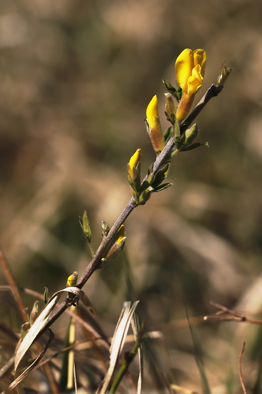 zanoväť regensburská Chamaecytisus ratisbonensis (Schaeff.) Rothm.