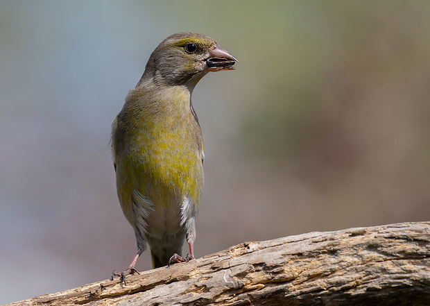 zelienka obyčajná Chloris chloris