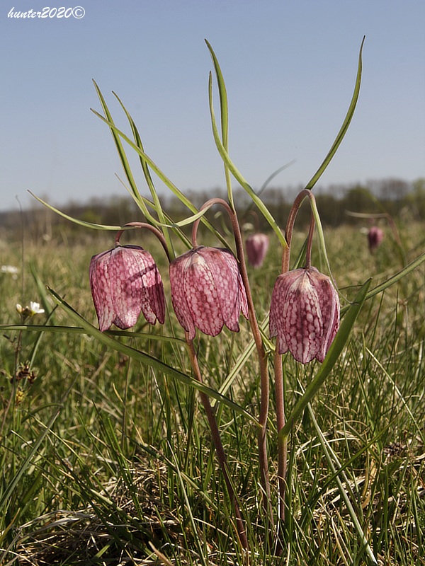 korunkovka strakatá Fritillaria meleagris L.