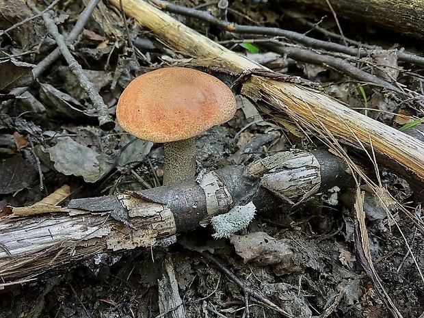 kozák dubový Leccinum aurantiacum (Bull.) Gray