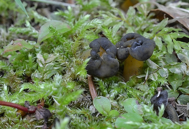 klincovka slizká Leotia lubrica (Scop.) Pers.