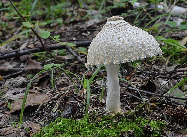 bedlička Lepiota sp.