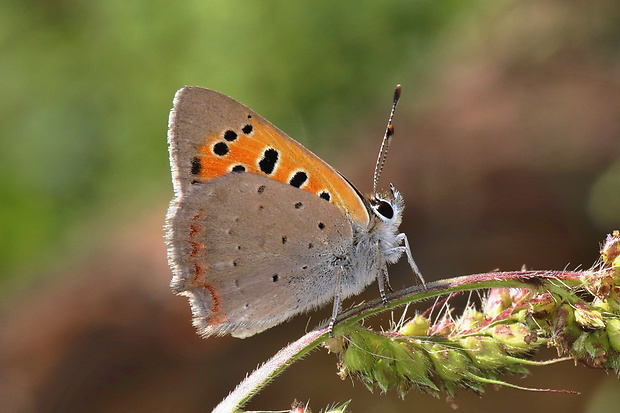 ohniváčik čiernokrídly Lycaena phlaeas