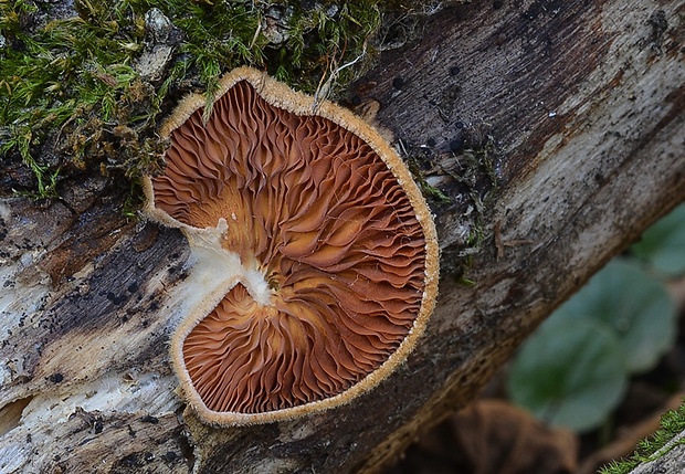 hlivník hniezdovitý Phyllotopsis nidulans  (Pers.) Singer