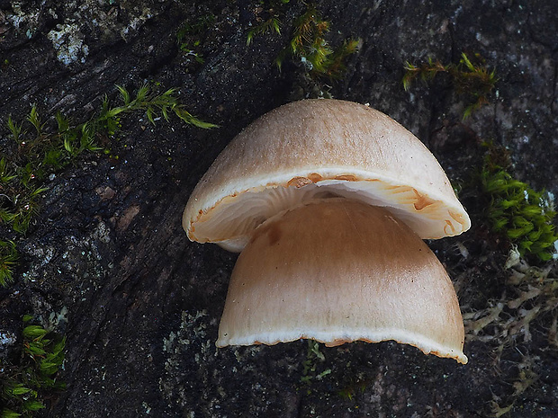 hliva závojová Pleurotus calyptratus (Lindblad ex Fr.) Sacc.