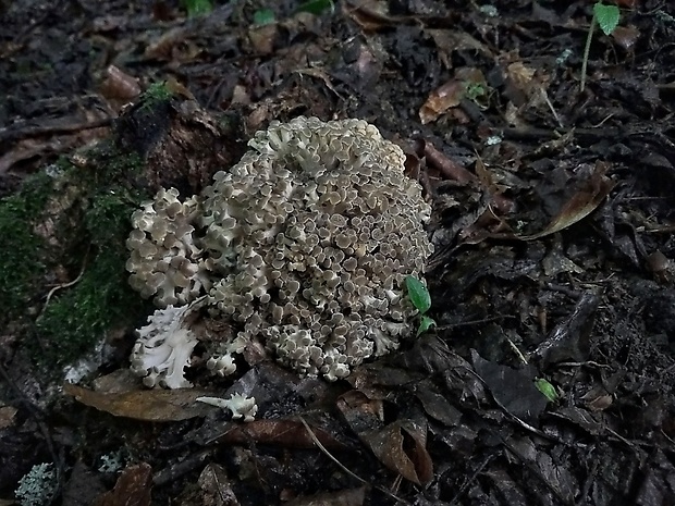 trúdnik klobúčkatý Polyporus umbellatus (Pers.) Fr.