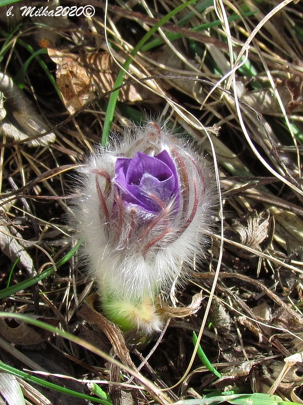 poniklec veľkokvetý Pulsatilla grandis Wender.