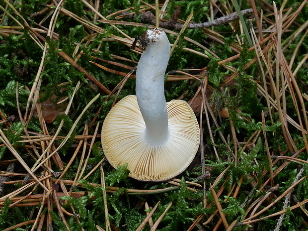 plávka horká Russula caerulea Fr.