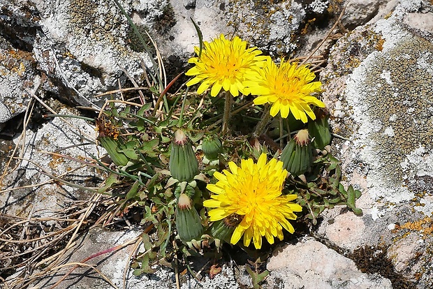 púpava Taraxacum sect. Erythrosperma