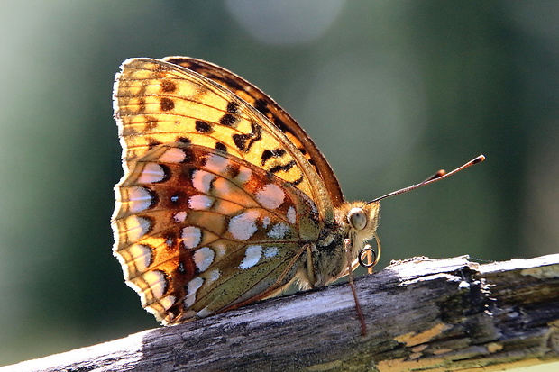 perlovec fialkový Argynnis adippe