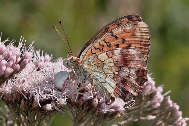 perlovec černicový Brenthis daphne