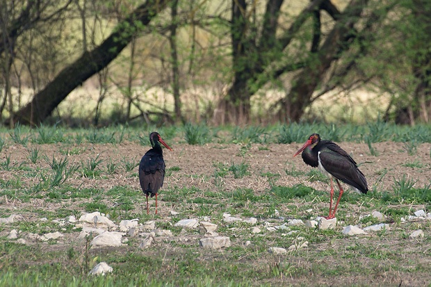 bocian čierny Ciconia nigra