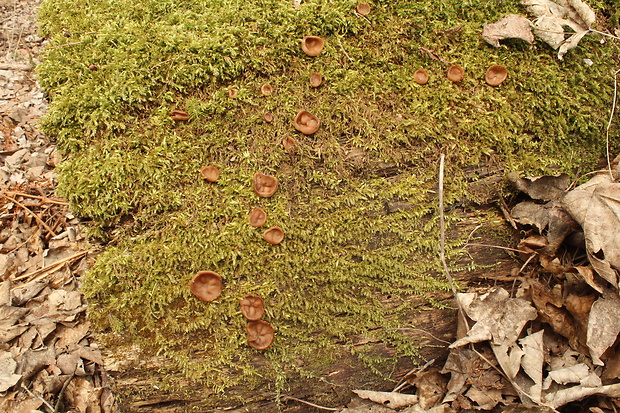 discinka Discina sp.