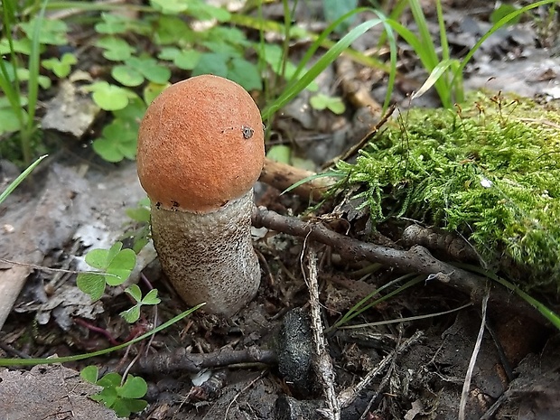 kozák dubový Leccinum aurantiacum (Bull.) Gray