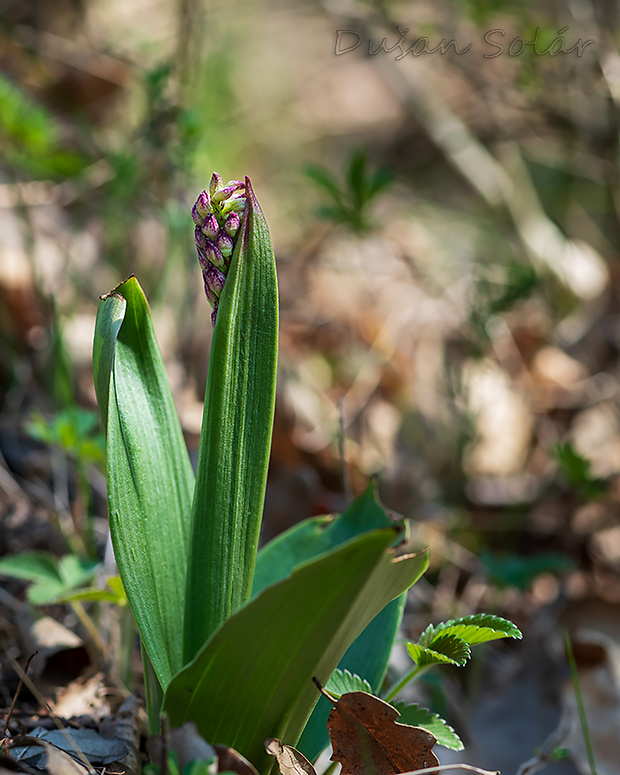 vstavač purpurový Orchis purpurea Huds.