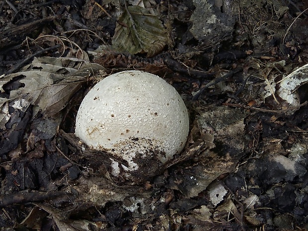 hadovka smradľavá Phallus impudicus L.