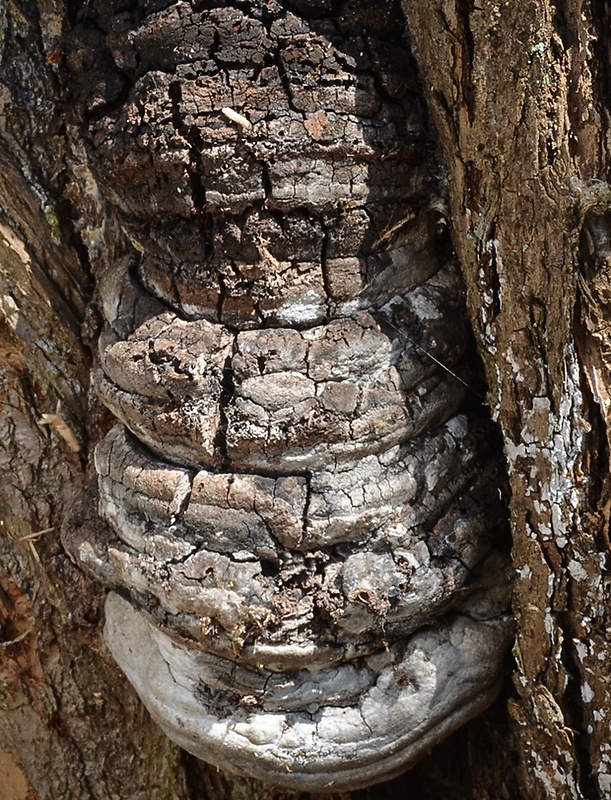 ohňovec Phellinus sp.