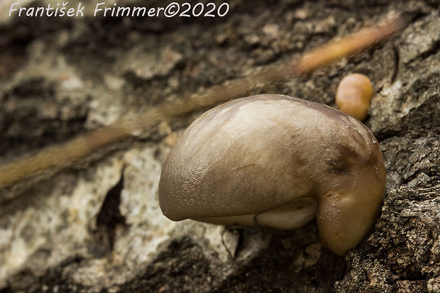 hliva závojová Pleurotus calyptratus (Lindblad ex Fr.) Sacc.