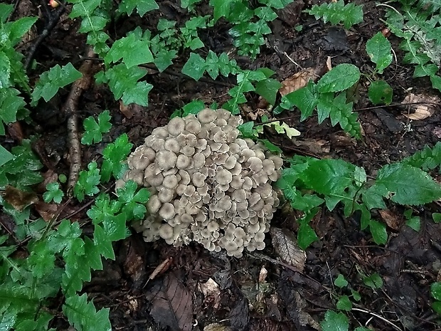 trúdnik klobúčkatý Polyporus umbellatus (Pers.) Fr.