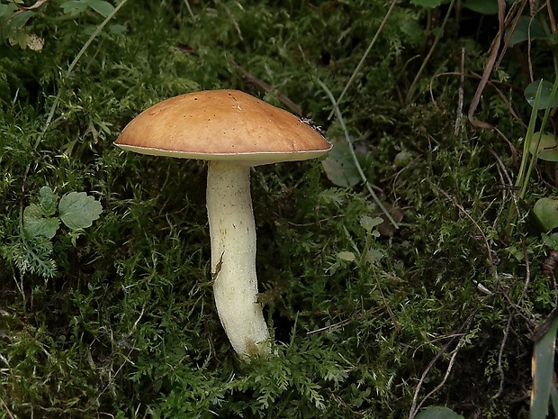 masliak zrnitý Suillus granulatus (L.) Roussel