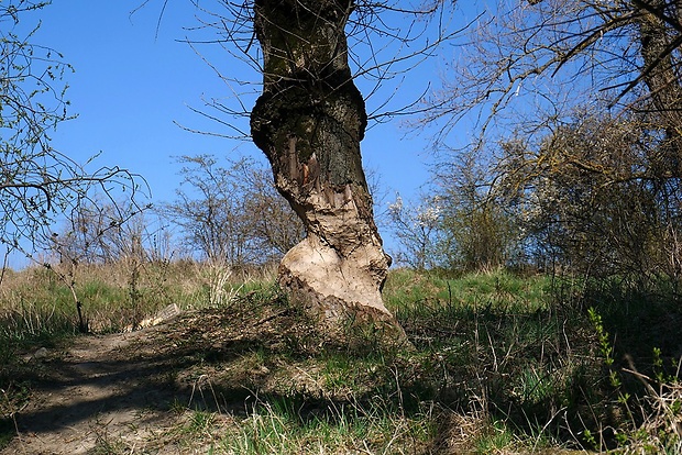 umelec bobor na brehu Váhu