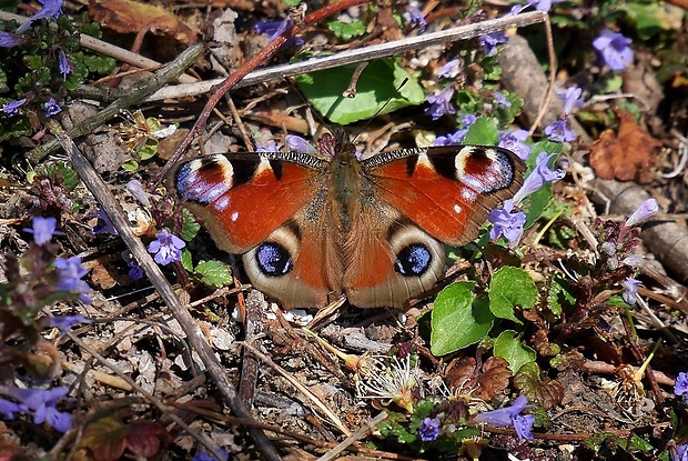 babôčka pávooká (sk) / babočka paví oko (cz) Aglais io Linnaeus, 1758