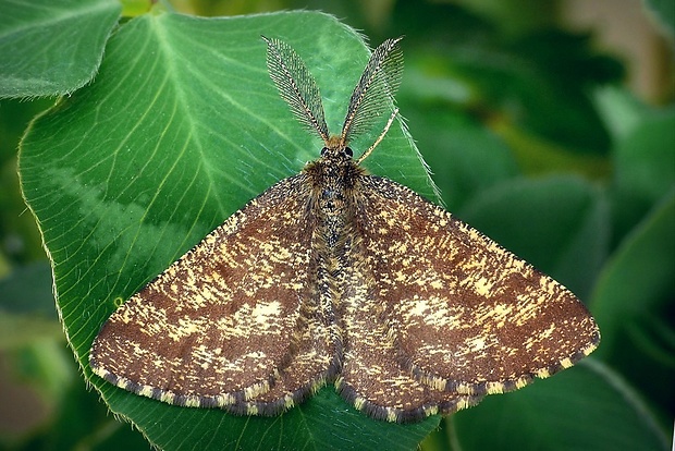 piadivka vresová (sk) / tmavoskvrnáč vřesový (cz) Ematurga atomaria Linnaeus, 1758