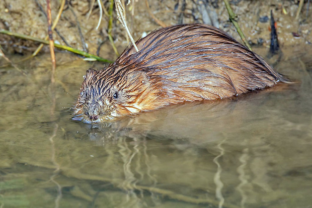 ondatra pižmová  Ondatra zibethicus