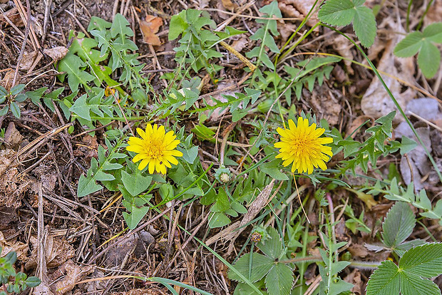 púpava Taraxacum cf. sect. Erythrosperma